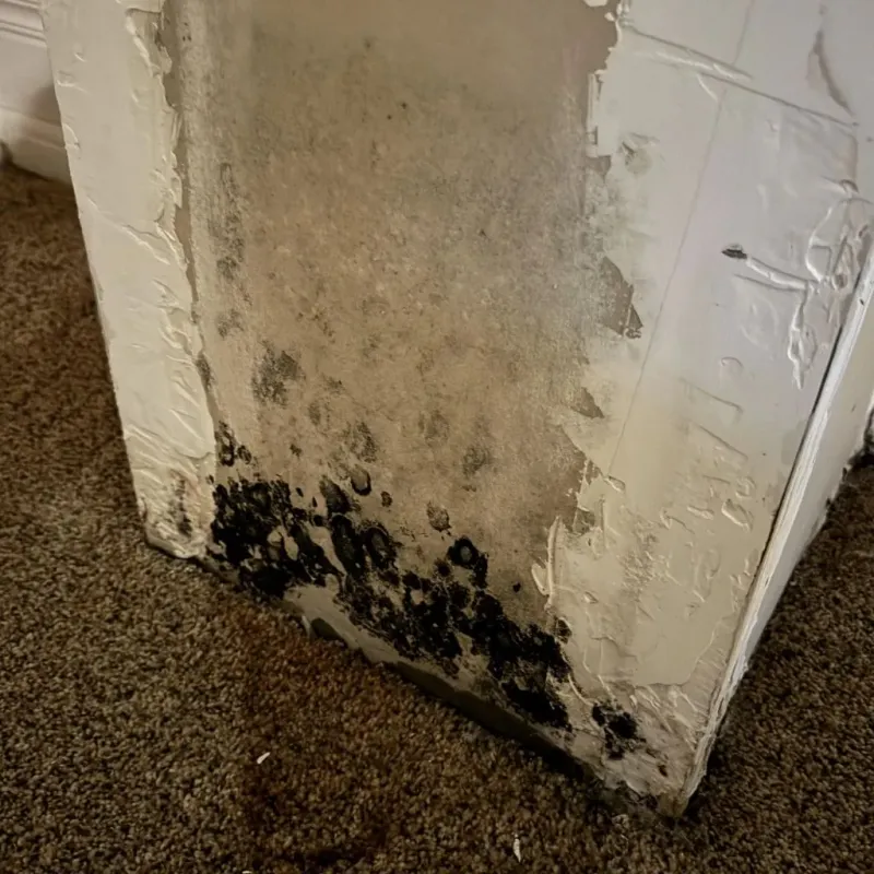 Professional Mold Removal in Heathsville, VA
